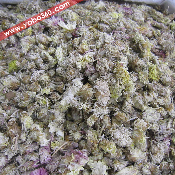 菊花 药博商城