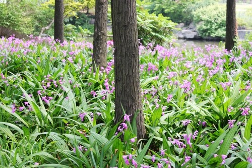 白及 白芨