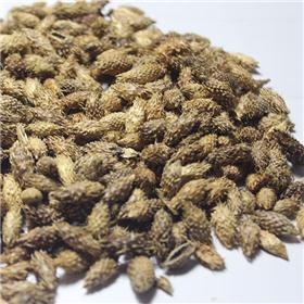 苍耳子 质优 风寒头痛 鼻渊流涕 风疹搔痒