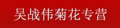 吴战伟菊花专营