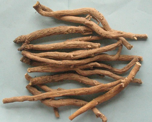 板蓝根