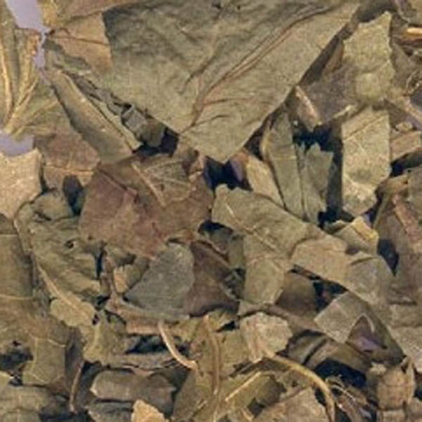 霜桑叶 大货 价格面议