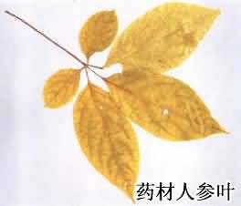 人参叶 大货 价格面议