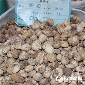 川贝母 优质大货 清热润肺 化痰止咳