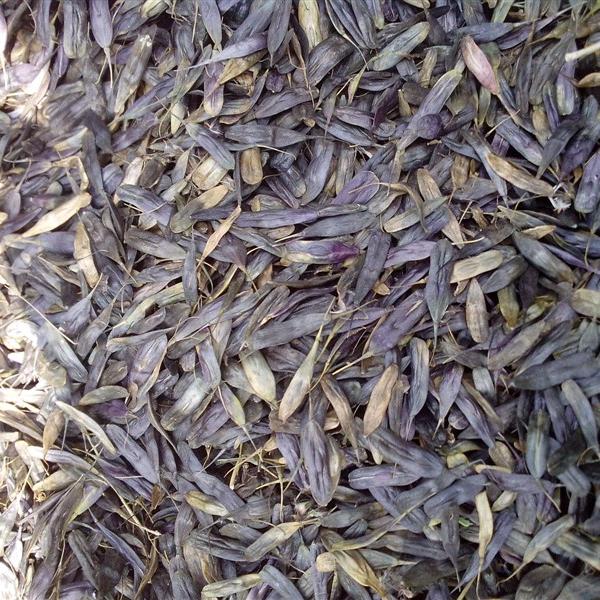 板蓝根籽，无杆纯新板蓝根种子 产地 安徽省阜阳市太和县 库存 6000公斤可售
