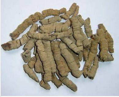 巴戟天  广东