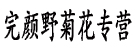 完颜野菊花专营