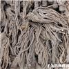 当归 优质 补血活血 调经止痛 润肠通便
