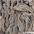 当归 优质 补血活血 调经止痛 润肠通便