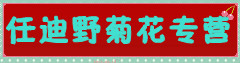 任迪野菊花专营