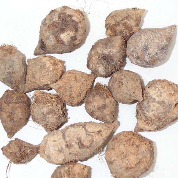 荆三棱 浙江大货 片