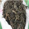 苏叶 统货（甘肃）优质价廉 理气消食