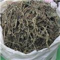 车前草（统）优质价廉 凉血 解毒