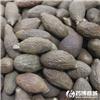 胖大海 大货供应 清热润肺 利咽解毒 润肠通便