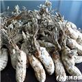 金蝉花 优质大货 疏散风热 透疹 熄风止痉 
