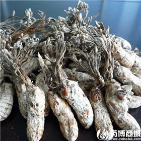 金蝉花 优质大货 疏散风热 透疹 熄风止痉 