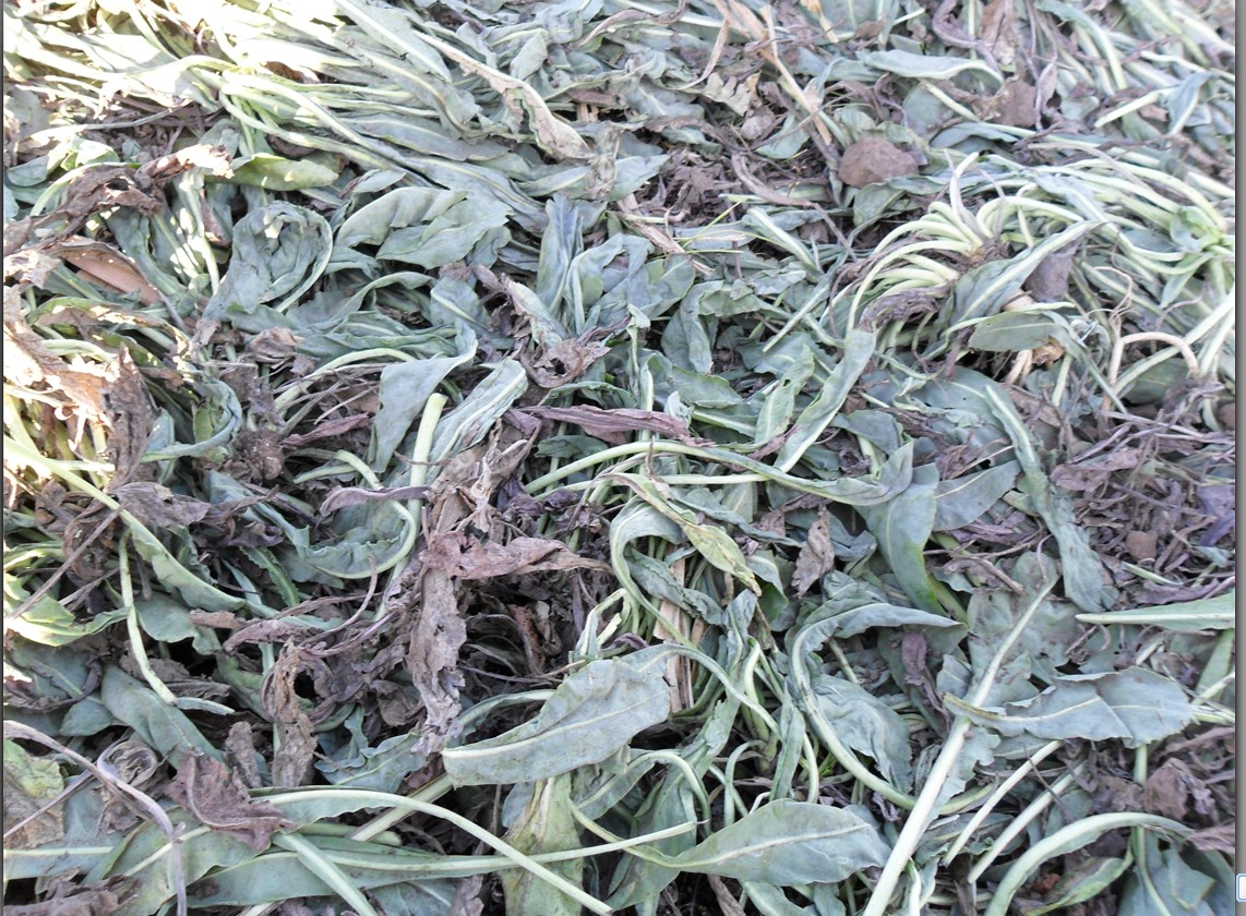 大青叶 大货 价格面议