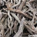 百部 优质大货