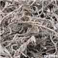 石菖蒲  各种规格