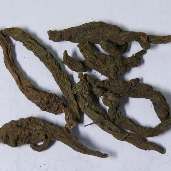 红大戟 云南大货 统
