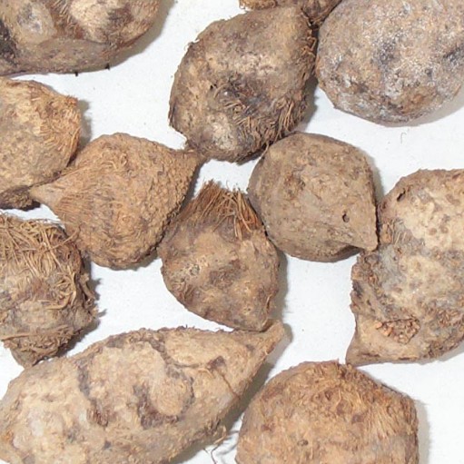 荆三棱 大货 价格面议