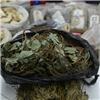 石韦 云南 优质大货 利水通淋 凉血止血
