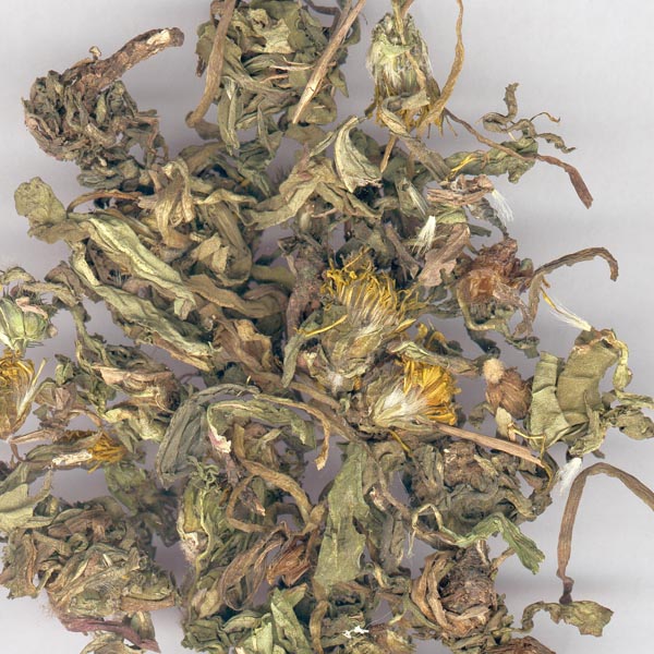蒲公英 东北大货 统