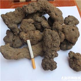 猪苓 选装  大个