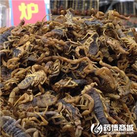全虫 优质大货 息风镇痉 攻毒散结