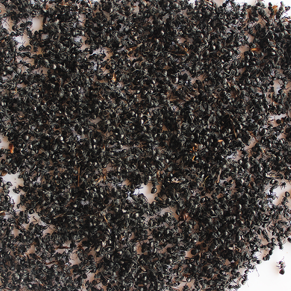 黑蚂蚁 江西 疔毒肿痛 优质