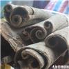 厚朴 个 四川