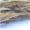 厚朴根 根朴 湖北