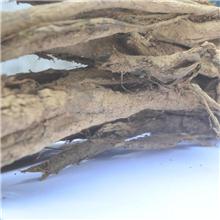 厚朴根 根朴 湖北
