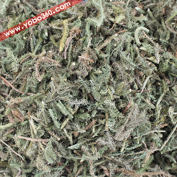优质 精选 伸筋草