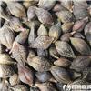 青翘 清热解毒 散结消肿 优质