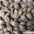 青翘 清热解毒 散结消肿 优质