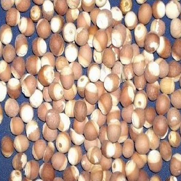 芡实 米 统 广东大货 固肾涩精 补脾止泄