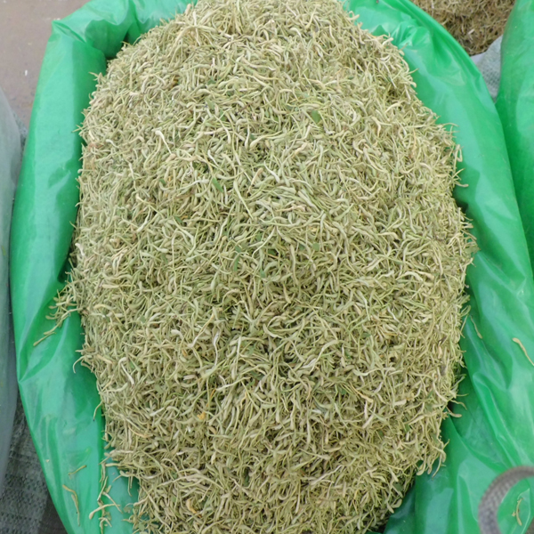 河南金银花 各种药厂投料 清热解毒 