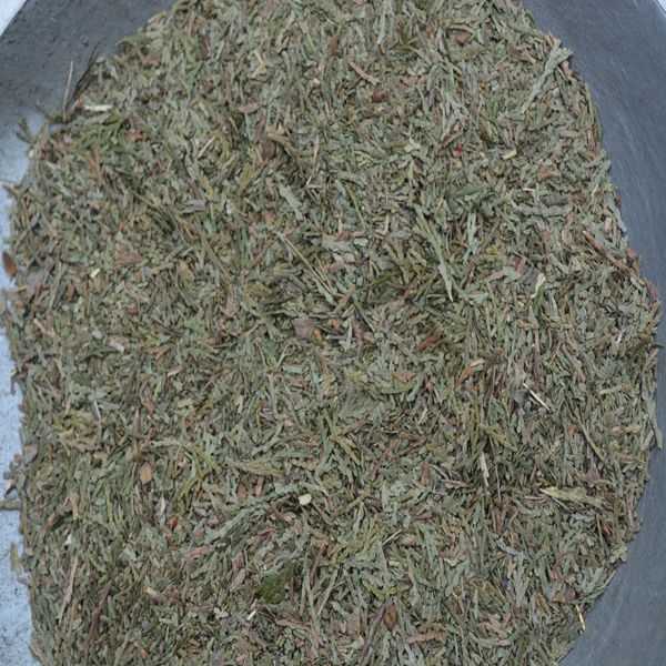 侧柏叶 优质价廉 大货供应 各种规格