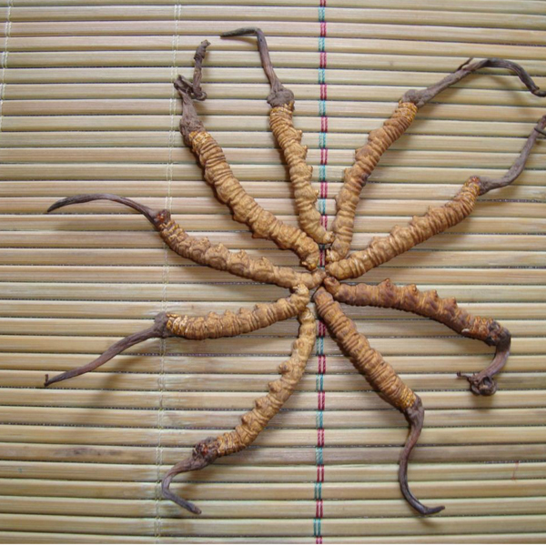 冬虫夏草