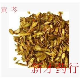 黄芩