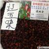 辽五味 优质大货