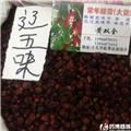 辽五味 优质大货