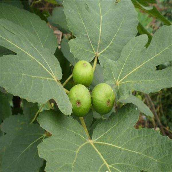 无花果叶子 解毒消肿 行气止痛 优质