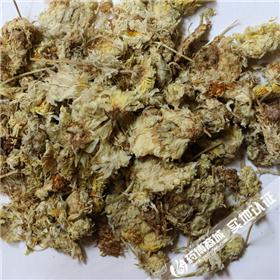 菊花大花 山西 产地直供 大货供应 散风清热 平肝明目