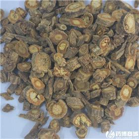北防风 