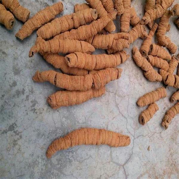 巴戟肉 优质价廉 主治肾虚阳痿 遗精早泄
