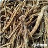秦艽 优质大货 祛风湿 舒筋络 清虚热 利湿退黄