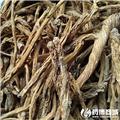 秦艽 优质大货 祛风湿 舒筋络 清虚热 利湿退黄