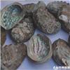 石决明  个子
